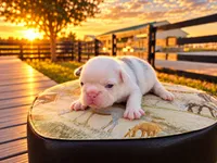 Chanel, a female French Bulldog for sale in Elkton, KY – 2 of 3