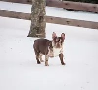 Teddy, a male French Bulldog for sale in Elkton, KY – Photo 5 of 7
