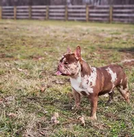 Teddy, a male French Bulldog for sale in Elkton, KY – Photo 3 of 7