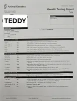 Teddy, a male French Bulldog for sale in Elkton, KY – Photo 7 of 7