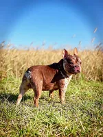 Teddy, a male French Bulldog for sale in Elkton, KY – Photo 1 of 7