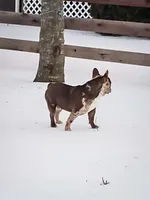 Teddy, a male French Bulldog for sale in Elkton, KY – Photo 6 of 7