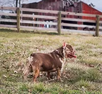 Teddy, a male French Bulldog for sale in Elkton, KY – Photo 2 of 7