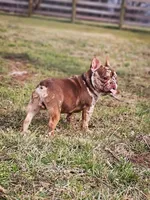 Teddy, a male French Bulldog for sale in Elkton, KY – Photo 4 of 7