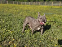 Bella, a female French Bulldog for sale in Elkton, KY – 1 of 1