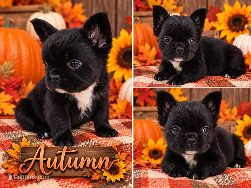 Autumn – French Bulldog puppy for sale in Elkton, KY