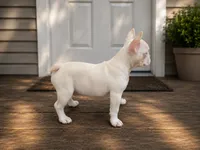 Stallone Pink Husky, a male French Bulldog for sale in Elkton, KY – 2 of 4