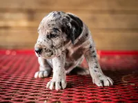 Wyatt, a male Great Dane for sale in Elkton, KY – 2 of 3