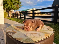 Duke, a female French Bulldog for sale in Elkton, KY – 2 of 3