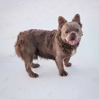 Tyler, a male French Bulldog for sale in Elkton, KY – Photo 2 of 4