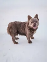 Tyler, a male French Bulldog for sale in Elkton, KY – Photo 4 of 6