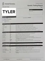 Tyler, a male French Bulldog for sale in Elkton, KY – Photo 6 of 6