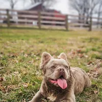Tyler, a male French Bulldog for sale in Elkton, KY – Photo 1 of 4