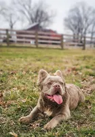 Tyler, a male French Bulldog for sale in Elkton, KY – Photo 1 of 6