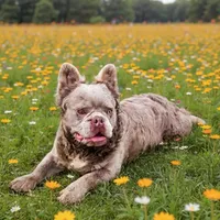 Tyler, a male French Bulldog for sale in Elkton, KY – Photo 3 of 6