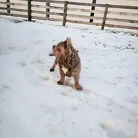 Tyler, a male French Bulldog for sale in Elkton, KY – Photo 3 of 4