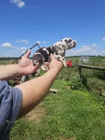 Hannah, a female Great Dane for sale in Elkton, KY – 2 of 3