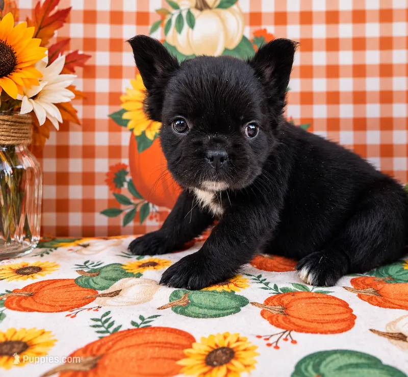 Autumn – French Bulldog puppy for sale in Elkton, KY