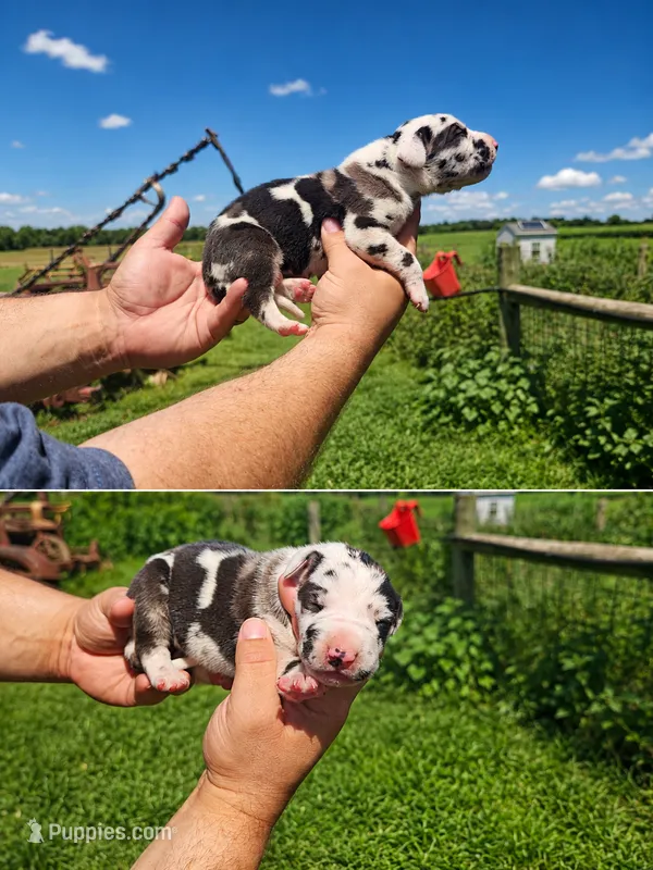 Hannah – Great Dane puppy for sale in Elkton, KY