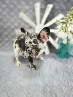 Stella, a female French Bulldog for sale in Elkton, KY – 2 of 2