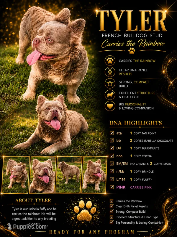 Tyler – French Bulldog puppy for sale in Elkton, KY