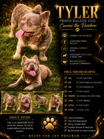 Tyler Full Fluffy , a male French Bulldog for sale in Elkton, KY – 1 of 3