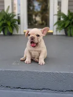 Biscuit, a male French Bulldog for sale in Elkton, KY – 2 of 3
