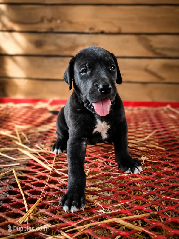 Sadie – Great Dane puppy for sale in Elkton, KY