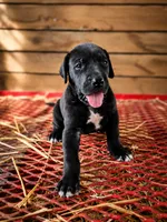 Sadie, a female Great Dane for sale in Elkton, KY – 1 of 2