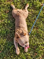 Tyler Full Fluffy, a male French Bulldog for sale in Elkton, KY – 6 of 6