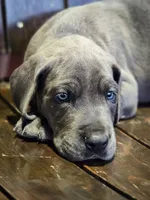 Hendricks, a male Great Dane for sale in Elkton, KY – 4 of 5