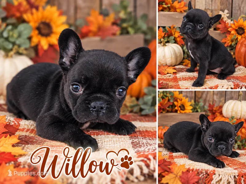 Willow – French Bulldog puppy for sale in Elkton, KY
