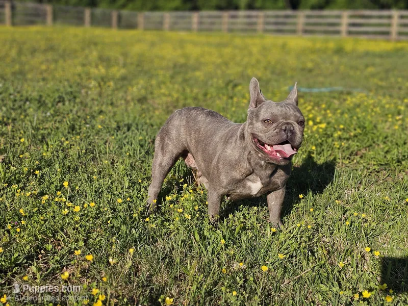 Bella – French Bulldog puppy for sale in Elkton, KY