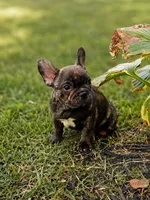 Truffle, a male French Bulldog for sale in Elkton, KY – 2 of 3