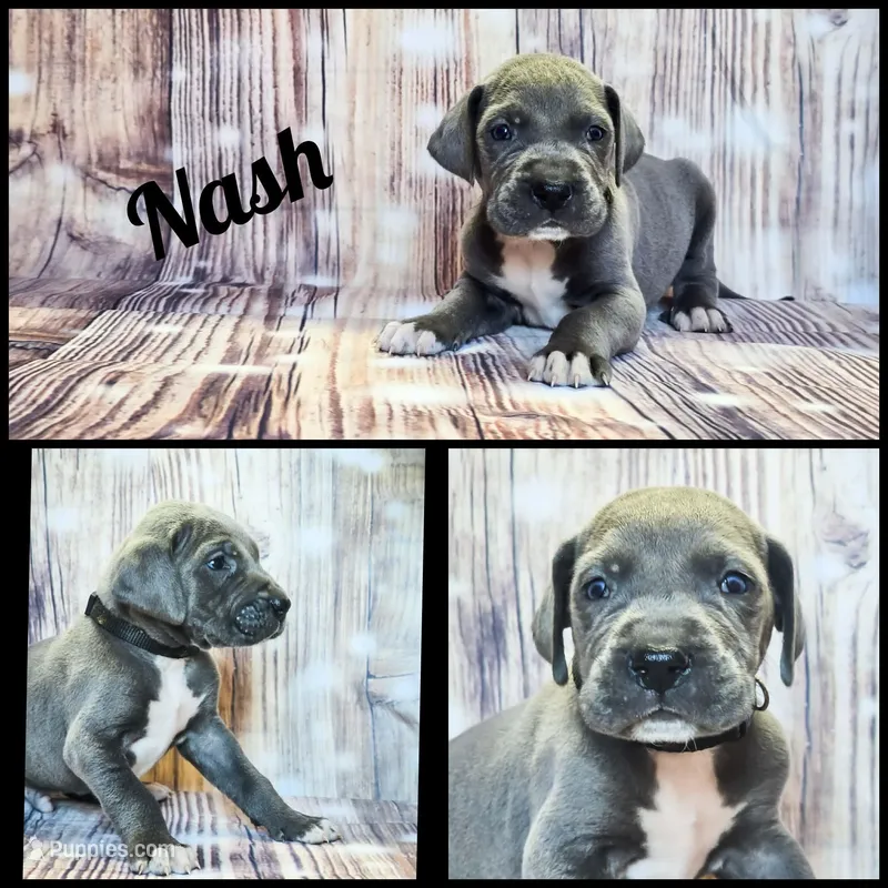Nash