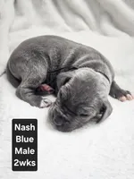 Nash, a male Great Dane for sale in Elkton, KY – Photo 3 of 3
