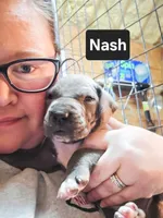 Nash, a male Great Dane for sale in Elkton, KY – Photo 2 of 3