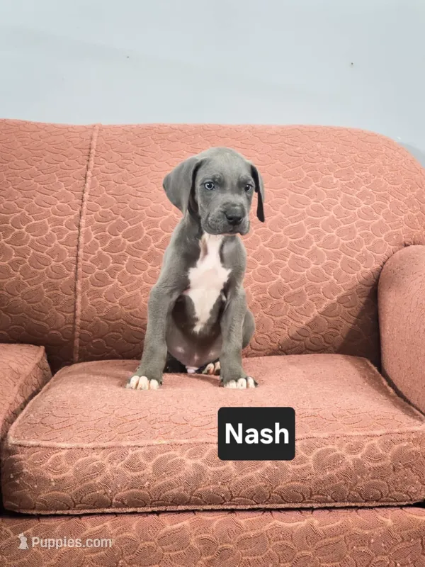 Nash – Great Dane puppy for sale in Elkton, KY