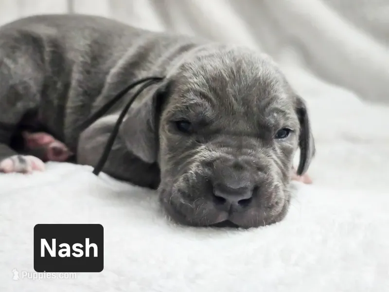 Nash