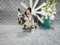 Stella, a female French Bulldog for sale in Elkton, KY – 1 of 2