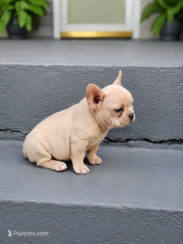 Waffles – French Bulldog puppy for sale in Elkton, KY