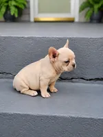 Waffles, a male French Bulldog for sale in Elkton, KY – 1 of 1