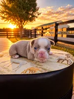 Sterling, a male French Bulldog for sale in Elkton, KY – 3 of 3