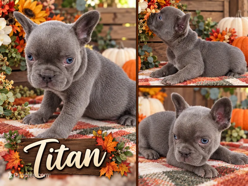 Titan – French Bulldog puppy for sale in Elkton, KY