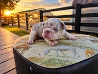 Kingston, a male French Bulldog for sale in Elkton, KY – 1 of 3