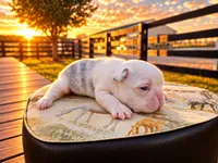 Chanel, a female French Bulldog for sale in Elkton, KY – 3 of 3