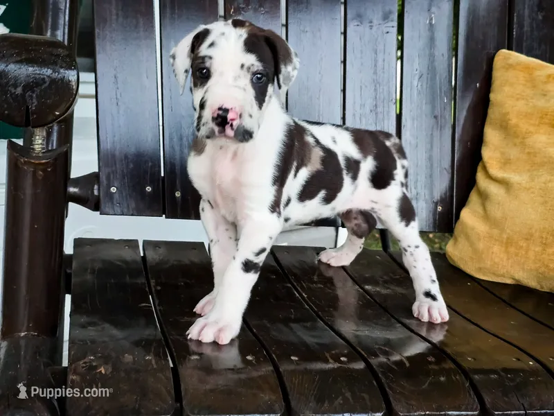 Hannah – Great Dane puppy for sale in Elkton, KY