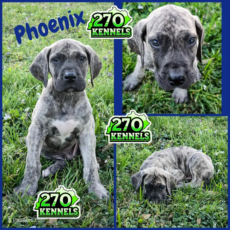 Pheonix – Great Dane puppy for sale in Elkton, KY