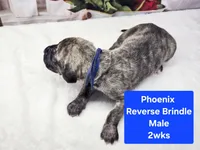 Pheonix, a male Great Dane for sale in Elkton, KY – Photo 2 of 2