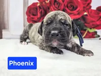 Pheonix, a male Great Dane for sale in Elkton, KY – Photo 1 of 2